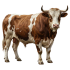 Bull بیل