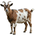 Goat بکرا