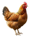Hen