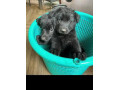 pedigree-long-coated-black-german-shepherd-puppies-available-for-sale-small-0