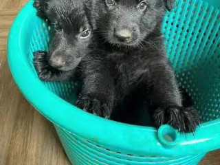 pedigree-long-coated-black-german-shepherd-puppies-available-for-sale