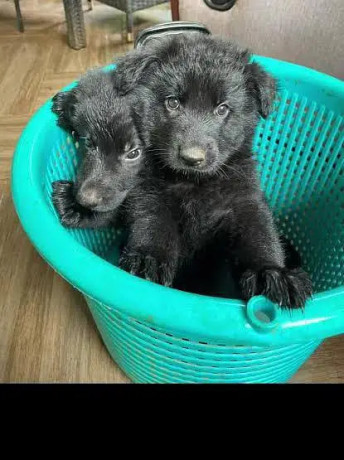 pedigree-long-coated-black-german-shepherd-puppies-available-for-sale-big-0