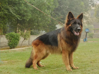 top-quality-pedigree-tud-cross