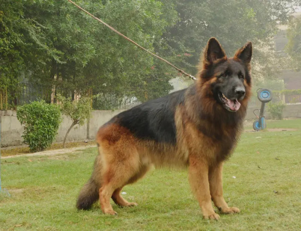 top-quality-pedigree-tud-cross-big-0