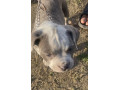 healthy-female-dog-puppy-for-sale-tollinton-market-small-0