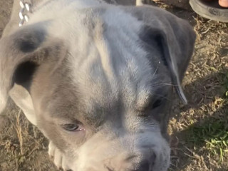 healthy-female-dog-puppy-for-sale-tollinton-market
