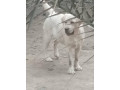 labrador-pedigree-female-puppy-for-sale-tollinton-market-small-0