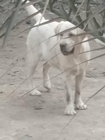 labrador-pedigree-female-puppy-for-sale-tollinton-market-big-0