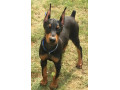 american-doberman-dog-puppies-for-sale-tollinton-market-small-0