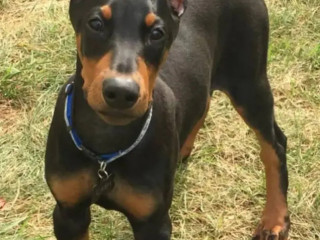 american-doberman-dog-puppies-for-sale-tollinton-market