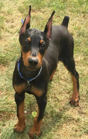 american-doberman-dog-puppies-for-sale-tollinton-market-big-0