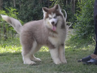 high-quality-white-and-copper-puppy-for-sale-tollinton-market