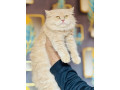 persian-kittens-for-sale-male-female-tollinton-market-small-0