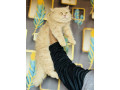 persian-kittens-for-sale-male-female-tollinton-market-small-2