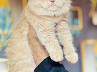 persian-kittens-for-sale-male-female-tollinton-market