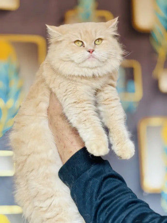 persian-kittens-for-sale-male-female-tollinton-market-big-0