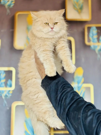 persian-kittens-for-sale-male-female-tollinton-market-big-1