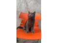 british-shorthair-cat-available-for-sale-tollinton-market-small-1