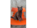 british-shorthair-cat-available-for-sale-tollinton-market-small-0