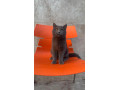 british-shorthair-cat-available-for-sale-tollinton-market-small-2