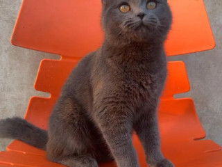 british-shorthair-cat-available-for-sale-tollinton-market