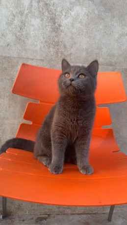 british-shorthair-cat-available-for-sale-tollinton-market-big-1