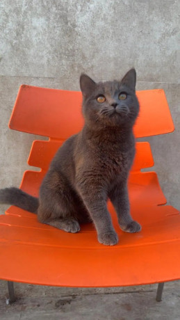 british-shorthair-cat-available-for-sale-tollinton-market-big-0