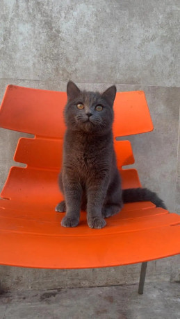 british-shorthair-cat-available-for-sale-tollinton-market-big-2