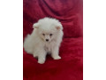 pomeranian-pomeranian-puppy-pomeranian-dog-pupps-for-sale-small-1