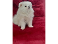 pomeranian-pomeranian-puppy-pomeranian-dog-pupps-for-sale-small-2