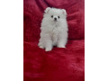 pomeranian-pomeranian-puppy-pomeranian-dog-pupps-for-sale-small-0
