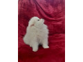 pomeranian-pomeranian-puppy-pomeranian-dog-pupps-for-sale-small-4