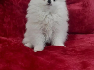 pomeranian-pomeranian-puppy-pomeranian-dog-pupps-for-sale