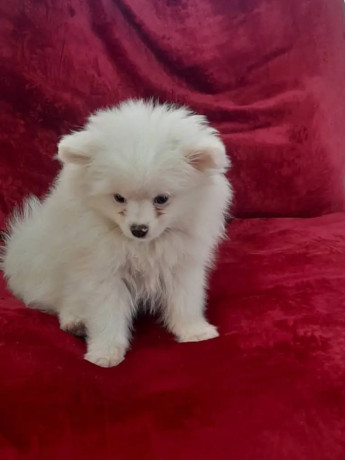 pomeranian-pomeranian-puppy-pomeranian-dog-pupps-for-sale-big-1