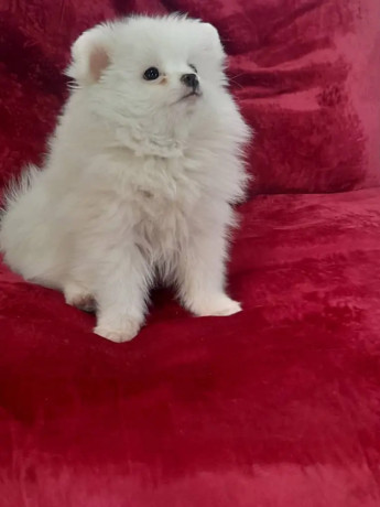pomeranian-pomeranian-puppy-pomeranian-dog-pupps-for-sale-big-2