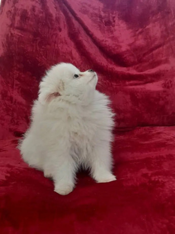 pomeranian-pomeranian-puppy-pomeranian-dog-pupps-for-sale-big-4