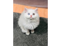 persian-punch-face-kittens-cat-tollinton-market-cash-on-delivery-small-3