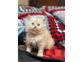 persian-punch-face-kittens-cat-tollinton-market-cash-on-delivery-small-2
