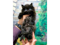 persian-punch-face-kittens-cat-tollinton-market-cash-on-delivery-small-1