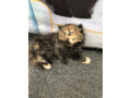 persian-punch-face-kittens-cat-tollinton-market-cash-on-delivery-small-4