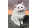 persian-punch-face-kittens-cat-tollinton-market-cash-on-delivery-small-0