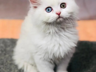 persian-punch-face-kittens-cat-tollinton-market-cash-on-delivery