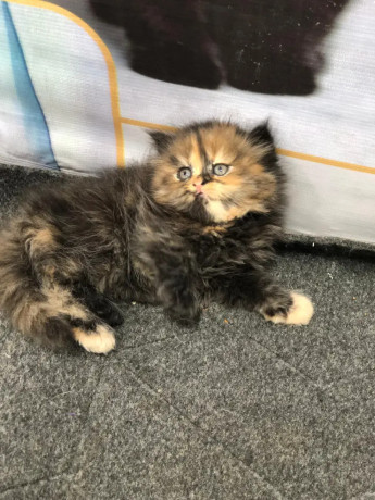 persian-punch-face-kittens-cat-tollinton-market-cash-on-delivery-big-4