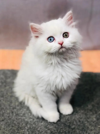 persian-punch-face-kittens-cat-tollinton-market-cash-on-delivery-big-0