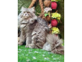 male-persian-cat-available-for-sale-tollinton-market-small-0