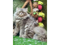 male-persian-cat-available-for-sale-tollinton-market-small-2