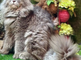male-persian-cat-available-for-sale-tollinton-market