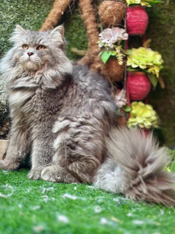 male-persian-cat-available-for-sale-tollinton-market-big-0