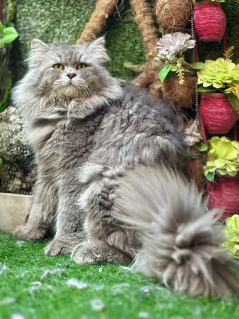 male-persian-cat-available-for-sale-tollinton-market-big-1