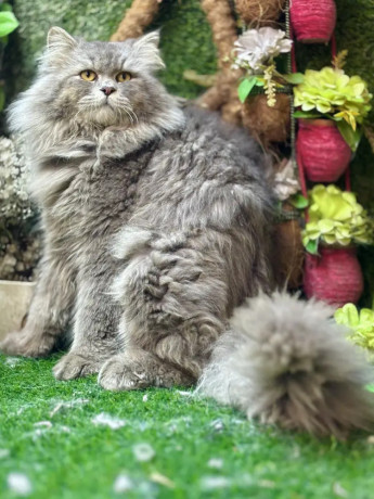 male-persian-cat-available-for-sale-tollinton-market-big-3